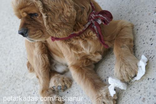 paşapaşa. Erkek Amerikan Cocker Spaniel