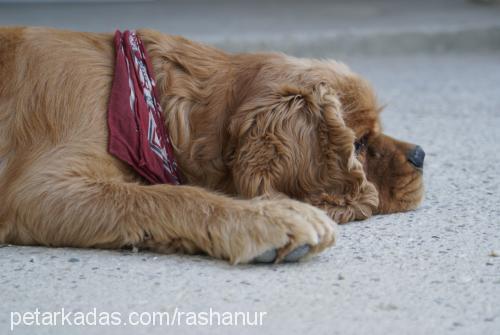 paşapaşa. Erkek Amerikan Cocker Spaniel