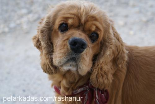 paşapaşa. Erkek Amerikan Cocker Spaniel