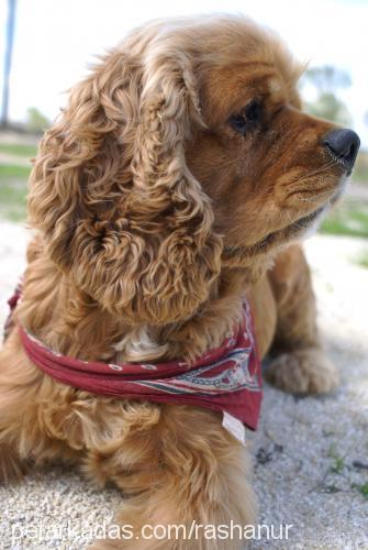 paşapaşa. Erkek Amerikan Cocker Spaniel