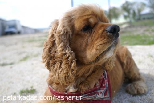 paşapaşa. Erkek Amerikan Cocker Spaniel