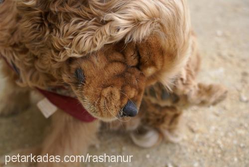 paşapaşa. Erkek Amerikan Cocker Spaniel