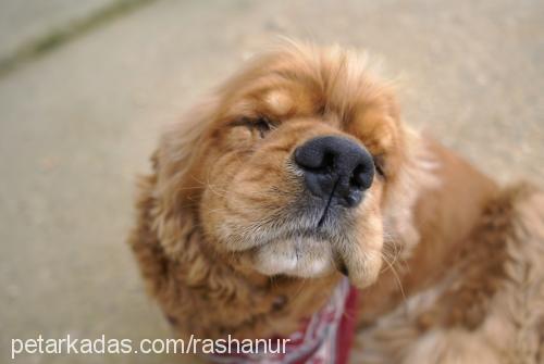 paşapaşa. Erkek Amerikan Cocker Spaniel