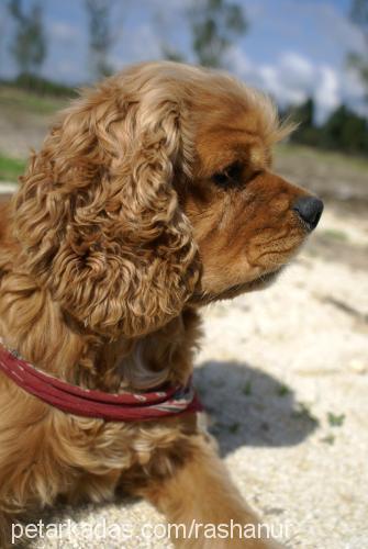 paşapaşa. Erkek Amerikan Cocker Spaniel