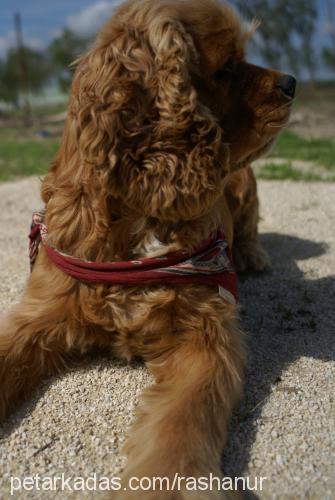 paşapaşa. Erkek Amerikan Cocker Spaniel