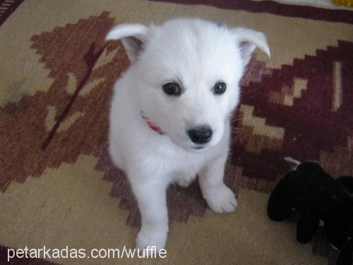 waffle Erkek Samoyed