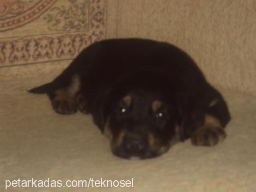 cesi Dişi Rottweiler