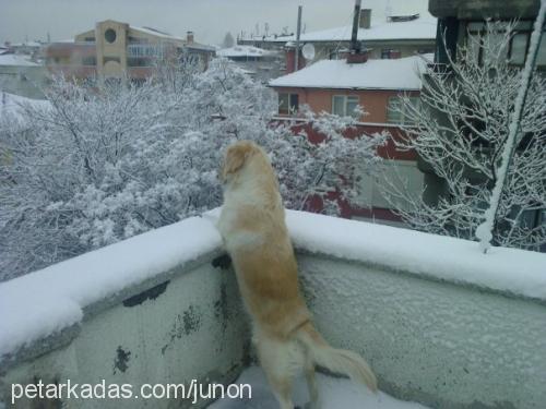 ada Dişi Golden Retriever