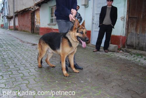 cenga Erkek Alman Çoban Köpeği