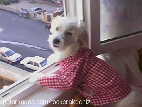 rockerakdeniz Erkek Avustralya Terrier