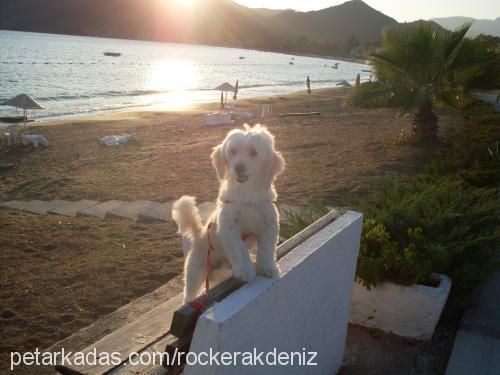 rockerakdeniz Erkek Avustralya Terrier