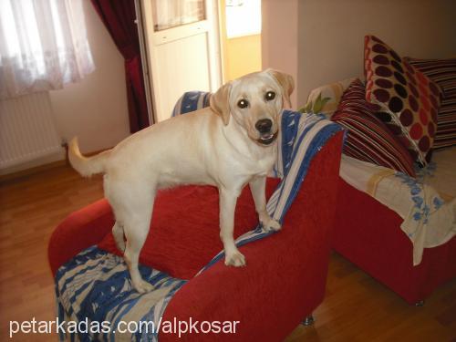 mişa Dişi Labrador Retriever