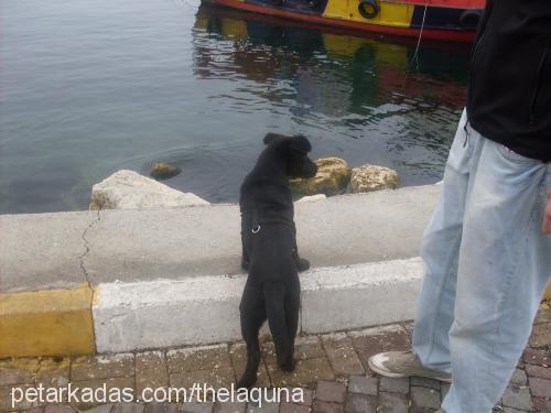 maya Dişi Labrador Retriever