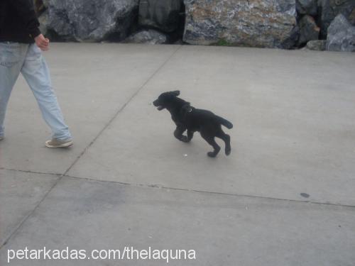 maya Dişi Labrador Retriever