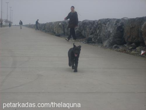 maya Dişi Labrador Retriever