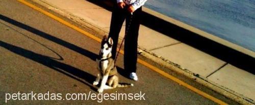 İce Erkek Sibirya Kurdu (Husky)