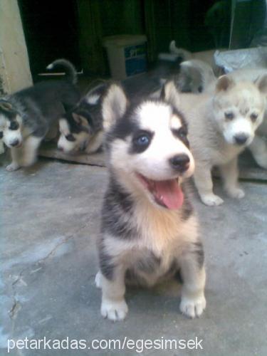 İce Erkek Sibirya Kurdu (Husky)