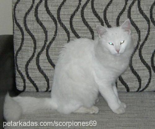 pamuk Dişi Ankara Kedisi (Angora)