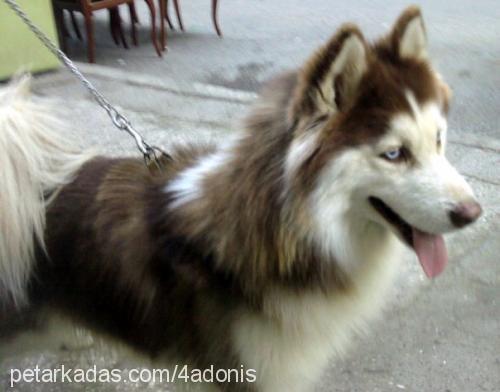 pars Erkek Sibirya Kurdu (Husky)