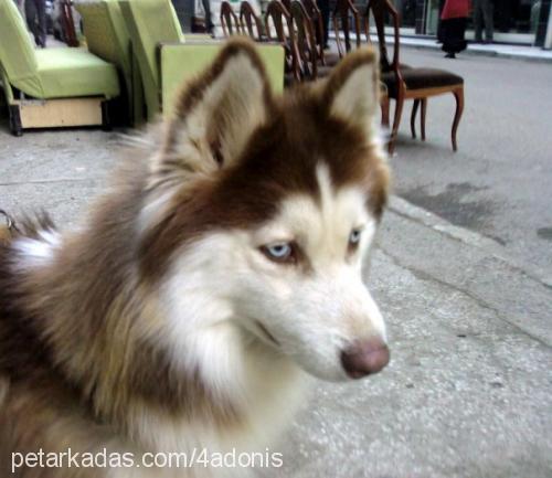 pars Erkek Sibirya Kurdu (Husky)