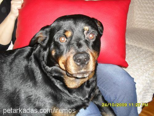 hector Erkek Rottweiler