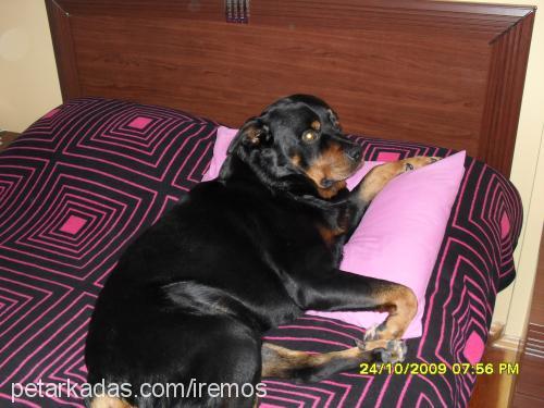 hector Erkek Rottweiler