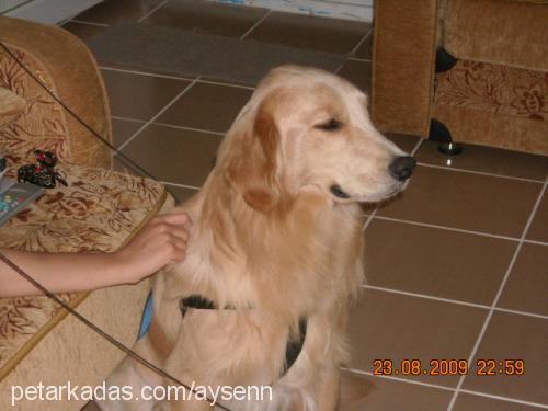 paşa Erkek Golden Retriever