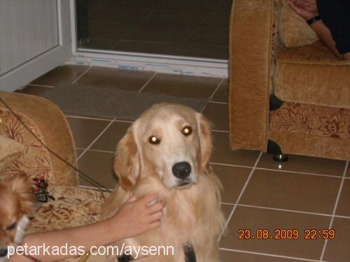 paşa Erkek Golden Retriever