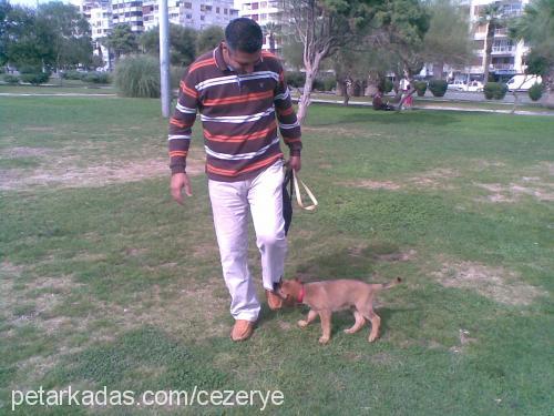 pasha Erkek Alman Çoban Köpeği