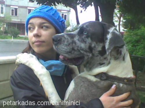 daısy Dişi Great Dane (Danua)