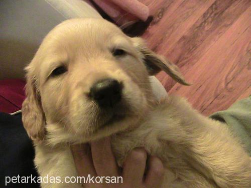 korsan Erkek Golden Retriever