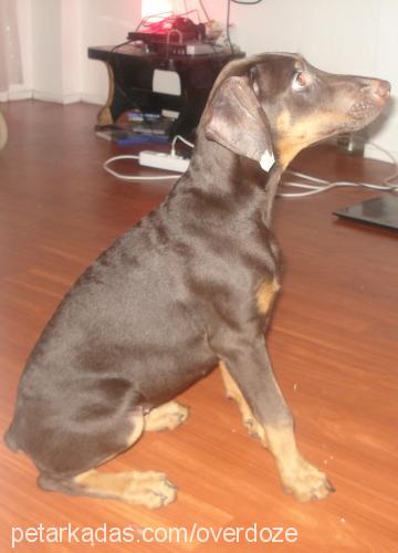 hera Dişi Doberman Pinscher