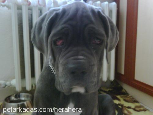 hooch Erkek Napoliten Mastiff