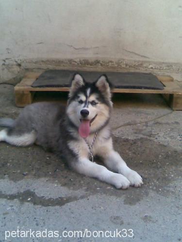 mayaveyavrulari Dişi Sibirya Kurdu (Husky)