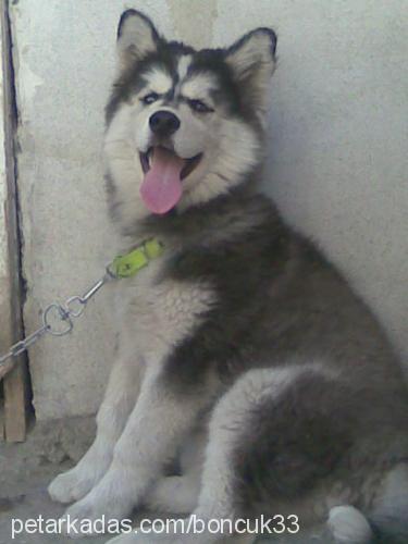 mayaveyavrulari Dişi Sibirya Kurdu (Husky)