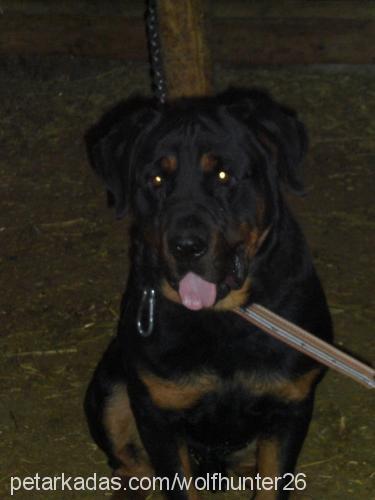 paşa Erkek Rottweiler