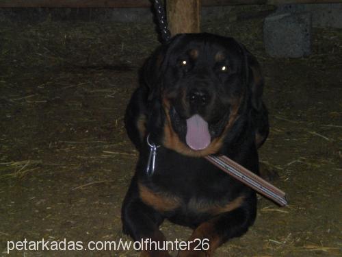 paşa Erkek Rottweiler