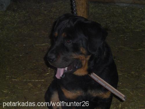 paşa Erkek Rottweiler