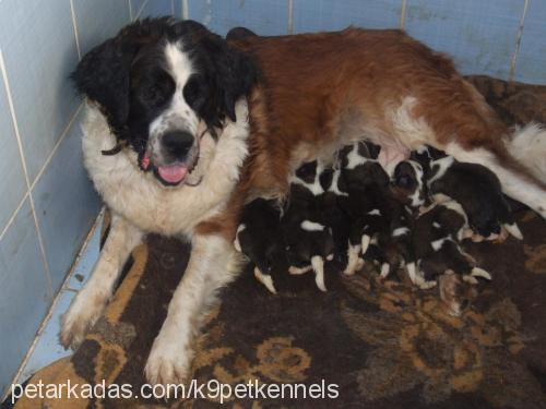 oluşum Erkek St. Bernard (Saint Bernard)