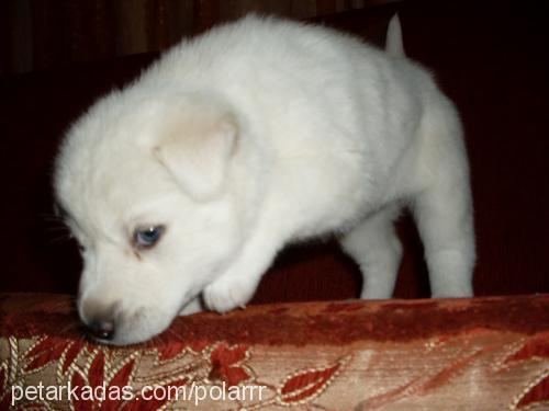 polarrr Dişi Sibirya Kurdu (Husky)