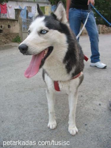 tusi Dişi Sibirya Kurdu (Husky)