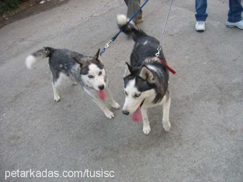 tusi Dişi Sibirya Kurdu (Husky)