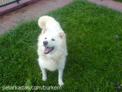 akİra Dişi Samoyed