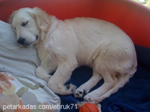 bulut Erkek Golden Retriever