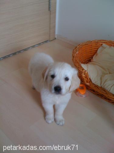 bulut Erkek Golden Retriever