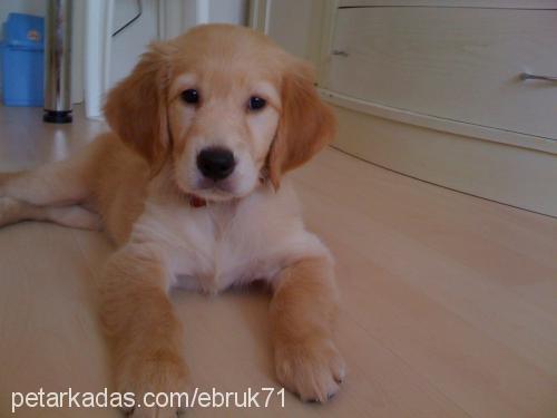 tarçın Dişi Golden Retriever