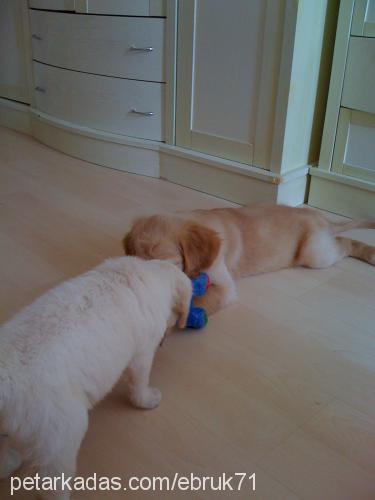 tarçın Dişi Golden Retriever