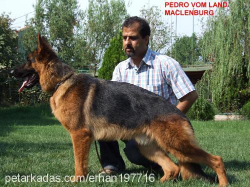 pedrovomlandmac Erkek Alman Çoban Köpeği