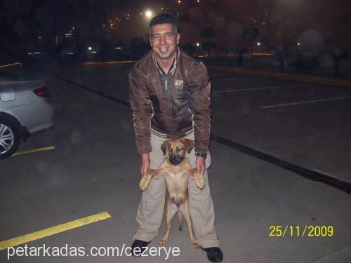 pasha Erkek Alman Çoban Köpeği