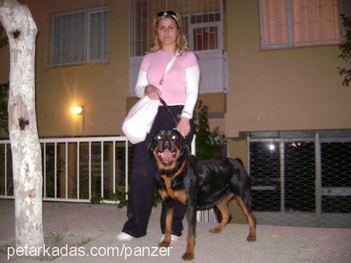 panzer Dişi Rottweiler